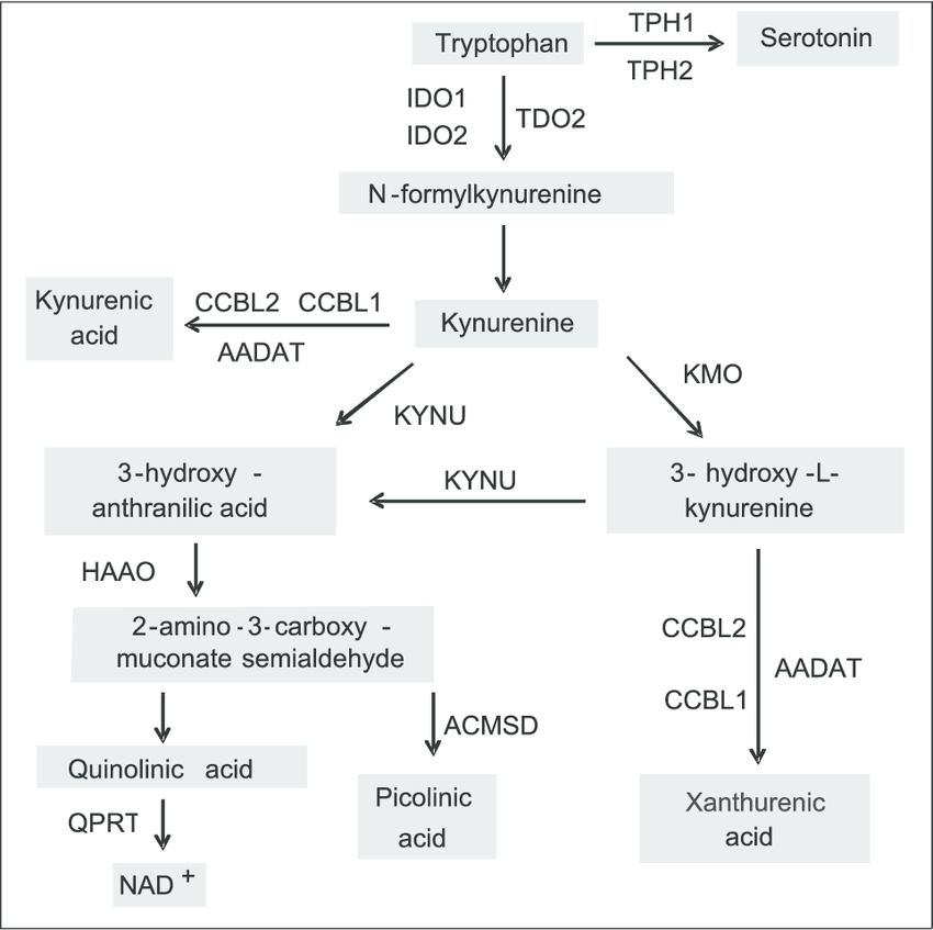 Schematic representation of the kynurenine pathway. IDO1, indoleamine 2,3-dioxygenase 1; IDO2, indoleamine 2,3-dioxygenase 2; TDO2, tryptophan 2,3-dioxygenase; TPH1, Tryptophan hydroxylase 1; TPH2, Tryptophan hydroxylase 2; AFMID, arylformamidase; KMO, kynurenine 3-monooxygenase; CCBL1, kynurenine aminotransferase I; AADAT, kynurenine aminotransferase II; CCBL2, kynurenine aminotransferase III; KYNU, kynureninase; HAAO, 3-hydroxyanthranilate 3,4-dioxygenase; QPRT, quinolinate phosphoribosyl transferase; ACMSD, aminocarboxymuconate semialdehyde decarboxylase
