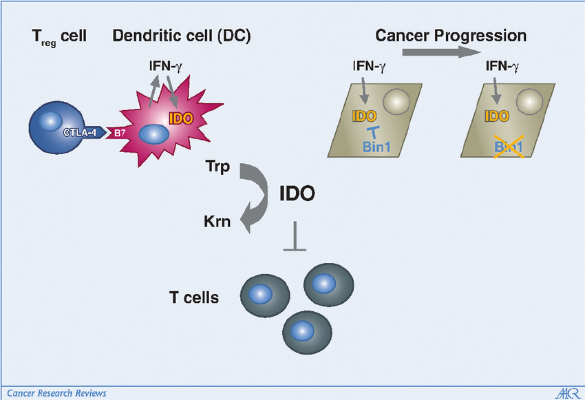 Mechanisms of IDO-induced tumoral immune escape. IDO expression in local immune stroma and directly in tumor cells has been implicated in promoting immune tolerance. IDO is upregulated in antigen-presenting dendritic cells ( DC ) by autocrine IFN- g released as a result of T reg cell–induced CTLA-4/B7-dependent cell-cell signaling. Local tryptophan catabolism limits the proliferation and survival of T cells that would otherwise be activated by tumor antigens on the APC. This mechanism may operate in tumor-draining lymph nodes. In tumor cells, attenuation of Bin1 leads to superactivation of IDO expression by IFN- g , directly suppressing activation of T cells in the local tumor environment. Blocking IDO activity systemically with small molecule inhibitors (e.g., 1-methyl-tryptophan) reverses T-cell suppression that occurs as a result of tryptophan catabolism in both settings