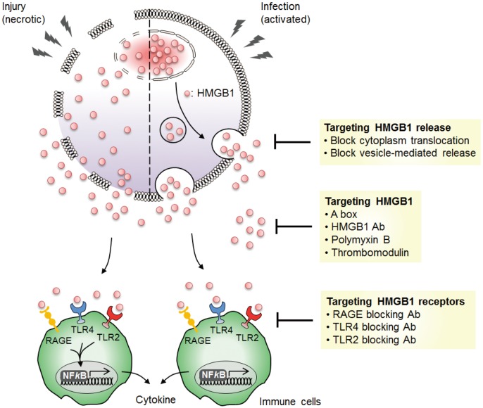 Targeting HMGB1 as a potential therapeutic approach for inflammatory diseases. HMGB1 can be targeted in various areas to potentially block the proinflammatory cytokine effect of HMGB1 in inflammatory disease models. HMGB1 is actively released upon infection by inflammatory cells or passively released by necrotic cells. Inhibiting the release of HMGB1 and blocking the activity of extracellular HMGB1 can reduce the inflammatory responses induced by HMGB1. Blockade of HMGB1 binding receptors can inhibit the production of proinflammatory cytokines by HMGB1 in immune cells.