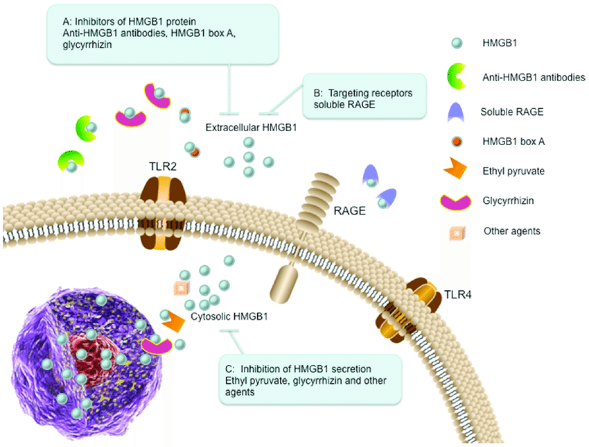 The therapeutic strategies targeting HMGB1 in cancer. (A) Inhibitors of HMGB1 protein. Extracellular HMGB1 can be blocked by administration of anti-HMGB1 antibodies (binds to HMGB1), HMGB1 box A (antagonizes the B box functional activity of HMGB1), and glycyrrhizin (binds to HMGB1). (B) Targeting receptors. Soluble RAGE (sRAGE) acts as a decoy to block HMGB1-RAGE signaling pathway. (C) Inhibition of HMGB1 secretion. The secretion of HMGB1 can be inhibited by ethyl pyruvate, glycyrrhizin and other agents (such as quercetin and nicotine). 