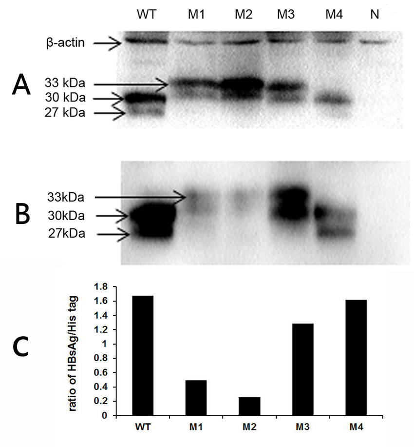 Western blot analysis of His-tagged HBsAg. His-tagged target proteins were detected using anti-His tag monoclonal antibody (A) or anti-HB monoclonal antibody (B). A relative densitometry analysis of the bands was performed using a Tanon gel image system (C). WT, wild-type; M1, sQ129N; M2, s131−133TSM→NST; M3, s126−127 “RPCMNCTI” insertion; M4, sG145R; N, negative control.