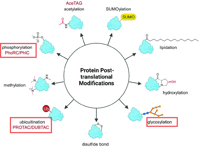 Overview of the most common posttranslational protein modifications (PTMs). PTMs have versatile impact on proteins and affect physicochemical properties such as hydrophilicity and overall charge as well as protein localization but they can also flag a protein for degradation (ubiquitination). Heterobifunctional molecules can precisely trigger the specific modification of their target protein, but to date only (de-)ubiquitination, (de-)phosphorylation, and acetylation have been modulated by the indicated chimeras (in red). AceTAG-acetylation-tagging system, DUBTAC-deubiquitinase-targeting chimera, PhIC-phosphorylation-inducing chimera, PhoRCphosphatase-recruiting chimera, PROTAC-proteolysis-targeting chimera, SUMO-Small ubiquitinrelated modifier, Ub-ubiquitin.