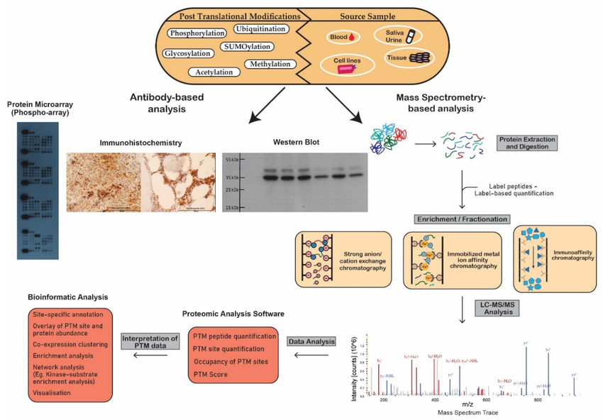 Schematic workflow illustrating analytical techniques used in the analysis of post-translational modifications. Proteomic techniques used for PTM analysis can be divided into antibody-based analysis or mass spectrometry (MS)-based analysis. Protein microarrays, immunohistochemistry and Western blot analysis demonstrate widespread popularity as efficient tools for antibody-based PTM analysis. MS-based analysis is a powerful technique in the study of PTMs. This figure outlines the steps involved in the preparation of crude samples for MS and the transformation of MS data into interpretable results.